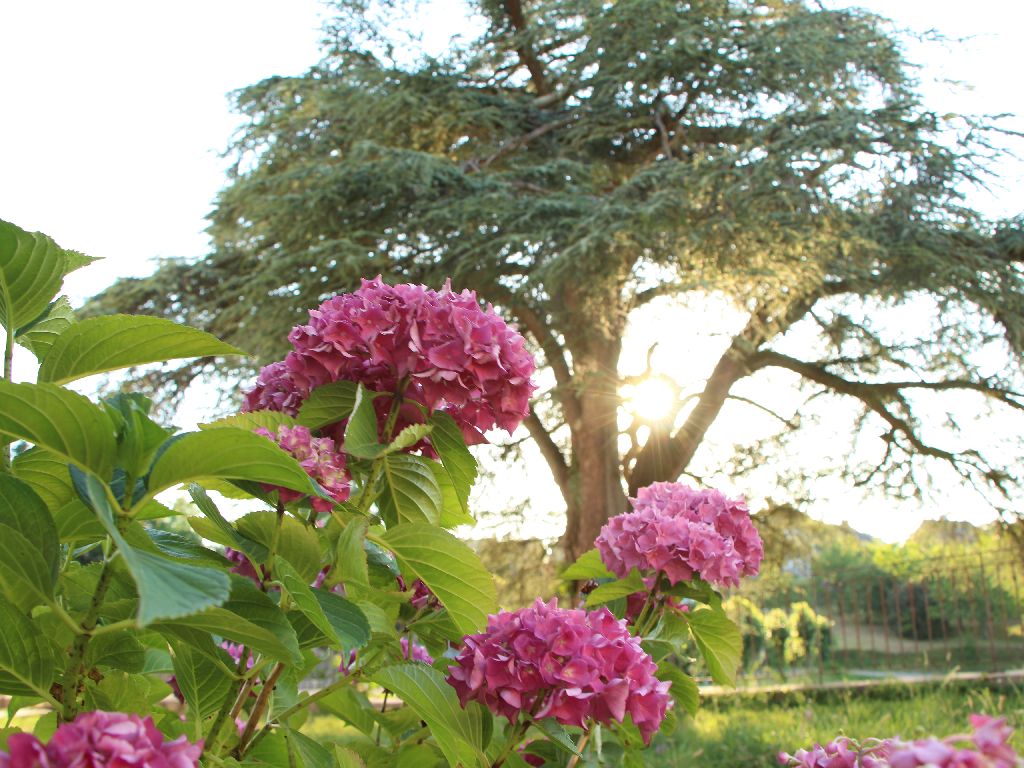 La Maison du Cèdre, Bénévent-l'Abbaye - photo 6