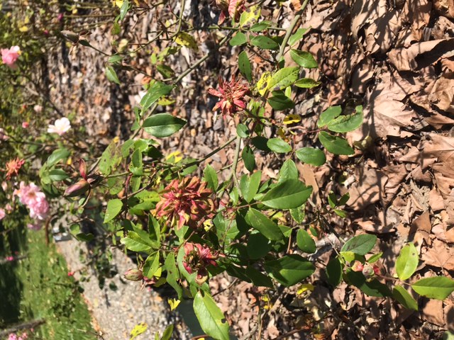 Roseraie du Pourtaou, Cauneille - photo 3