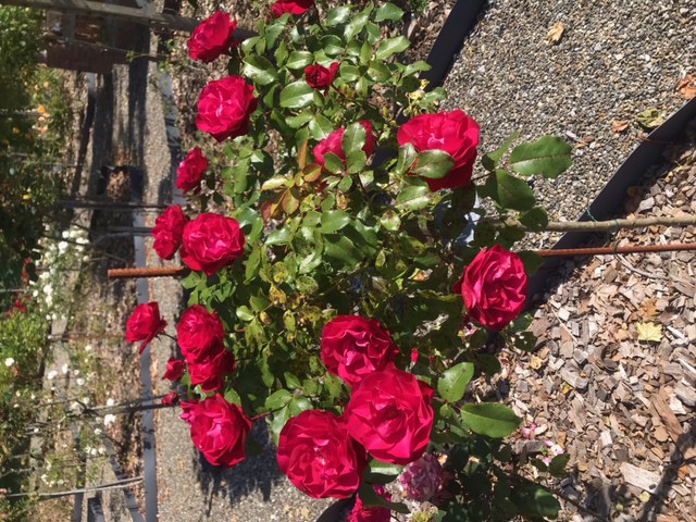 Roseraie du Pourtaou, Cauneille