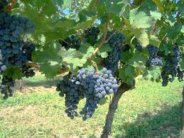Sentier du vin paillé — photo 2