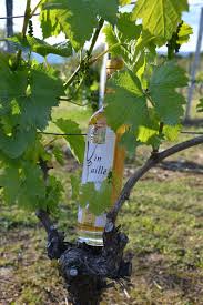 Sentier du vin paillé — photo 3