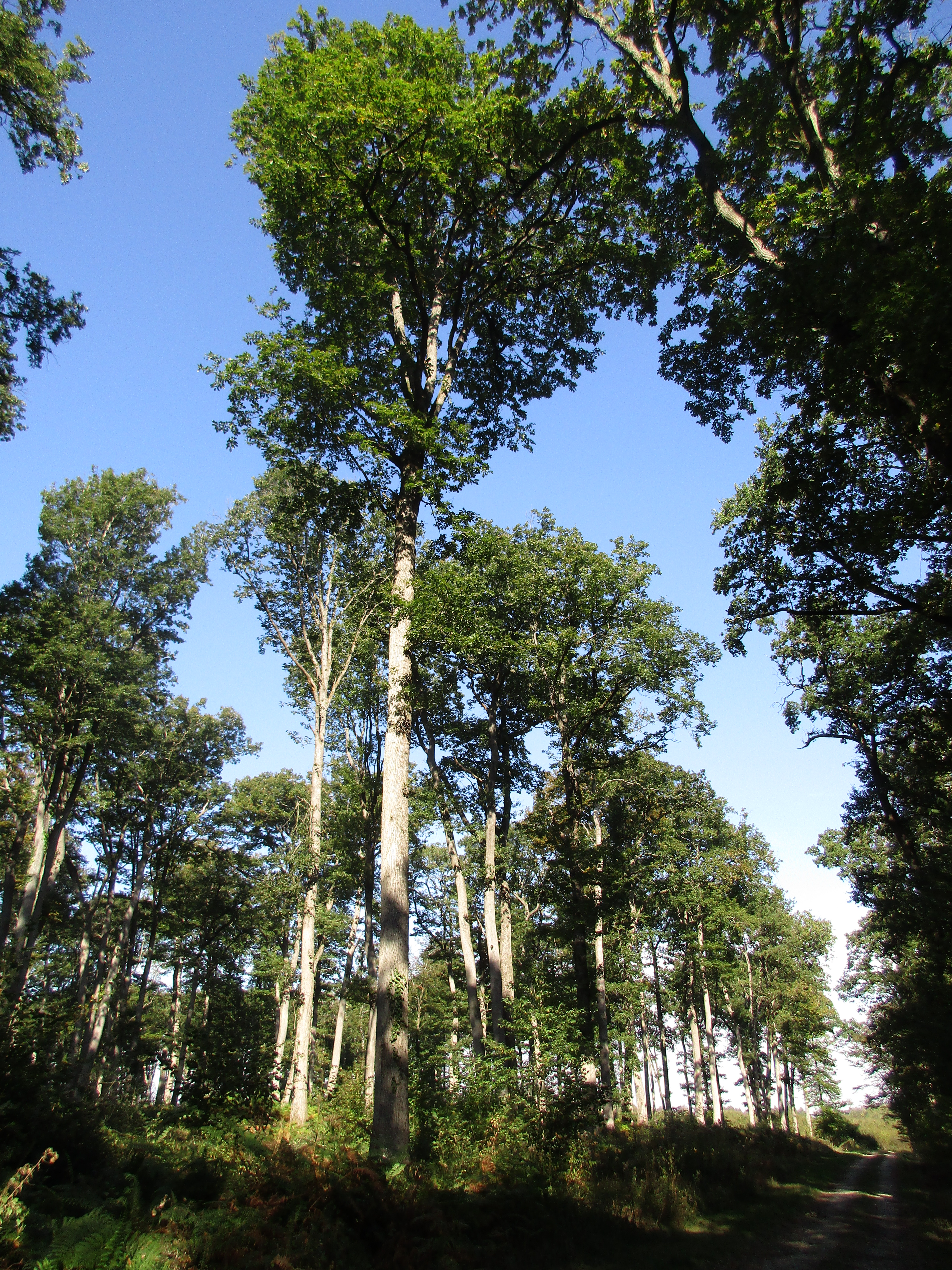 Forêt Domaniale de Vouillé-Saint-Hilaire, Vouillé - photo 6