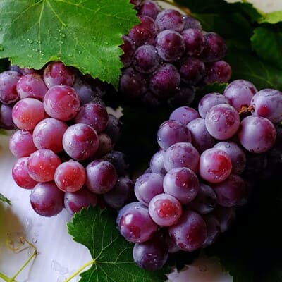 Le vin à poil