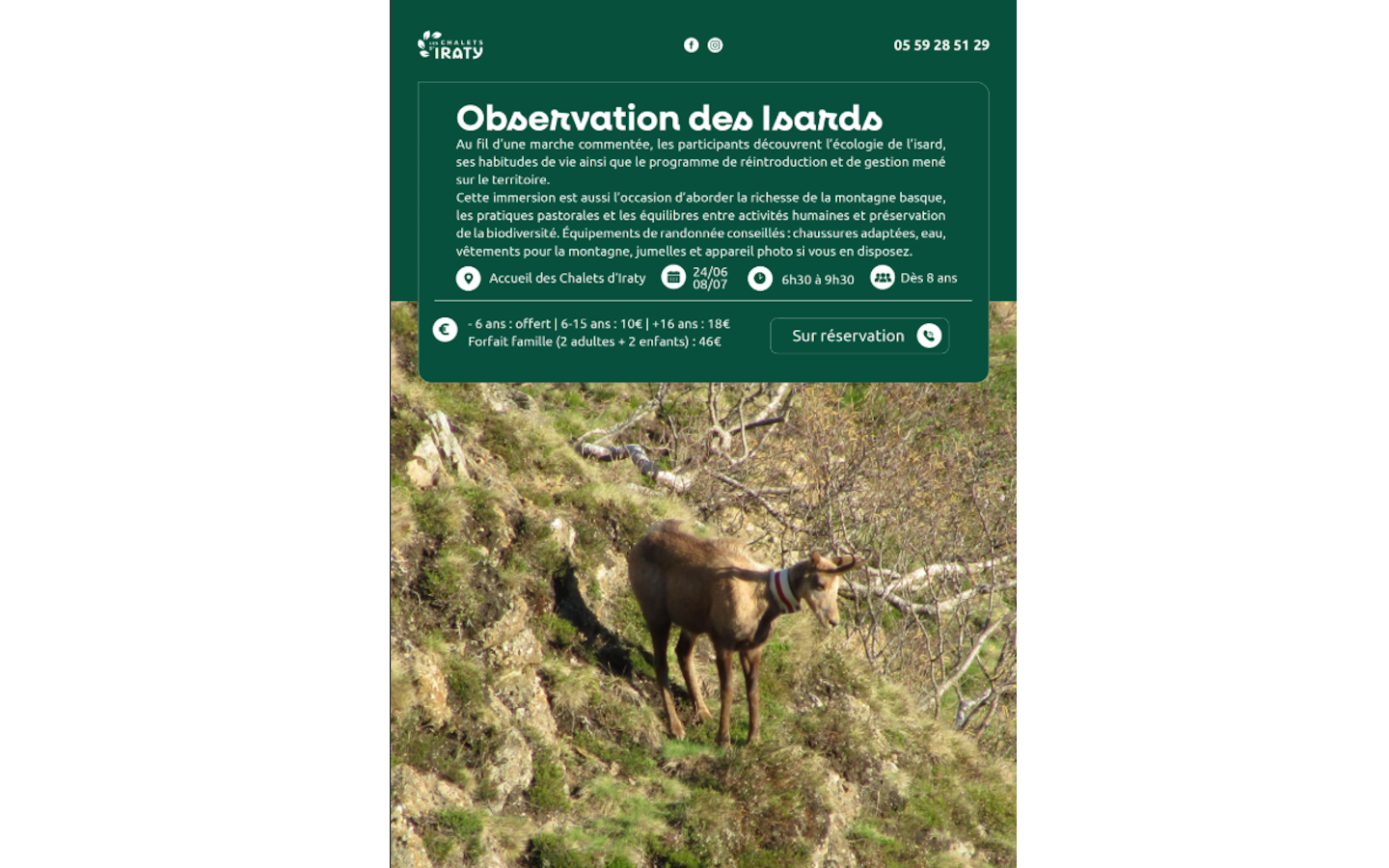 Observation des isards
