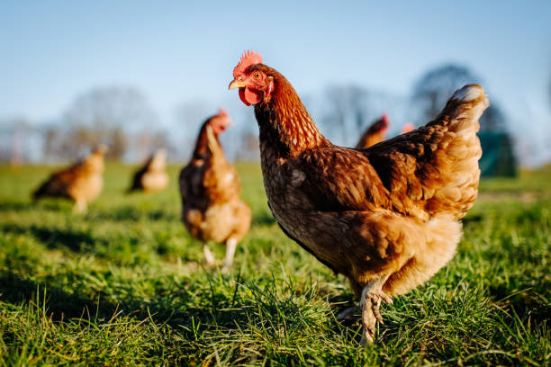 Ferme CROUZET Bernard