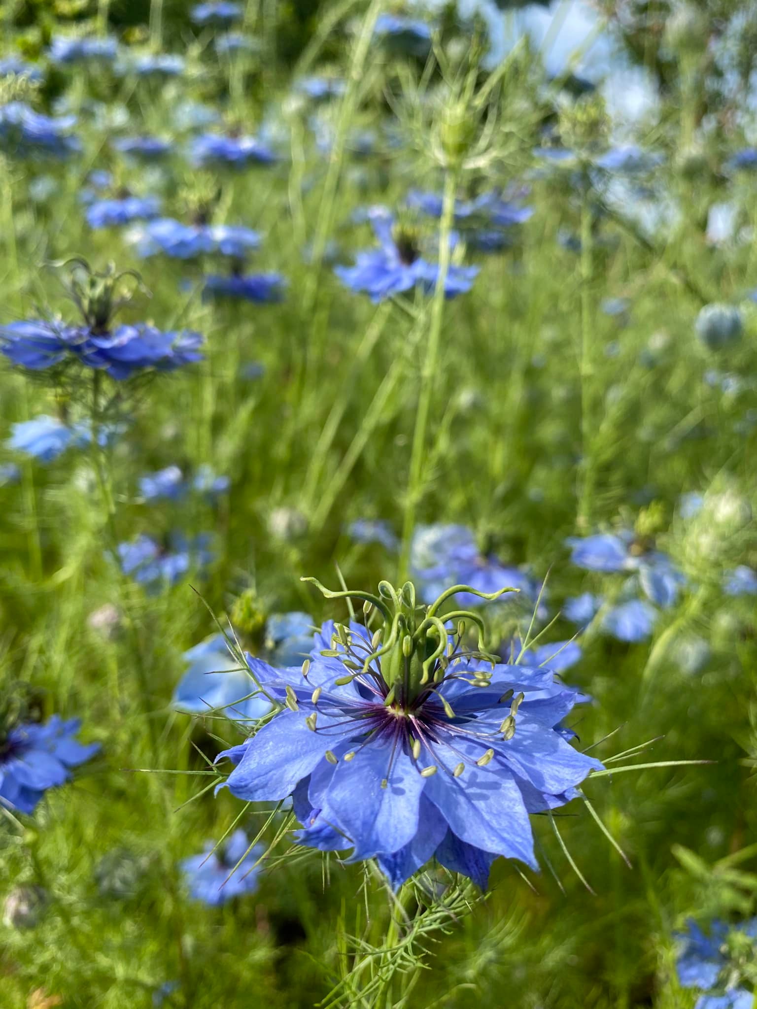 Le Musée du fruit, Cagnotte - photo 6