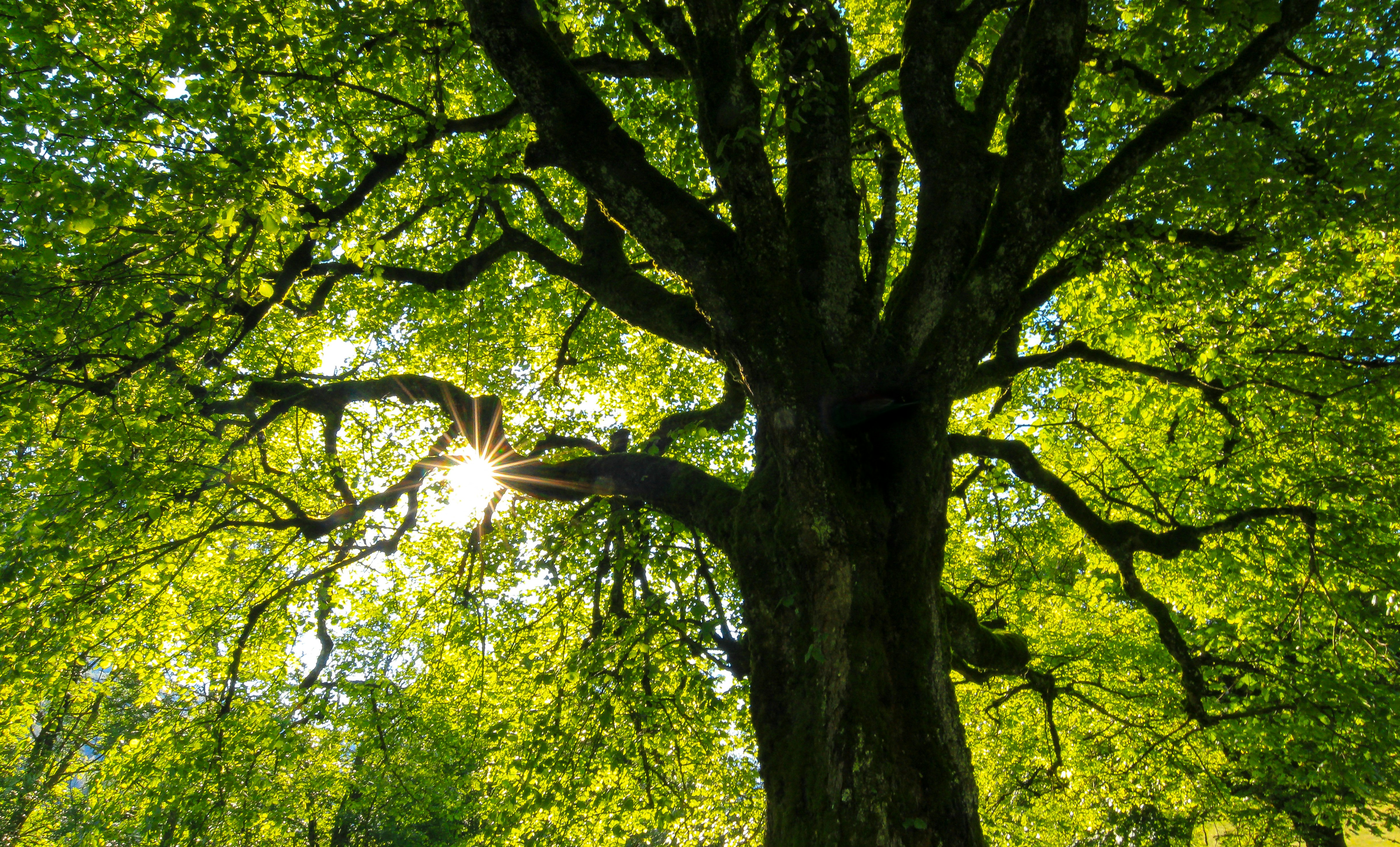 L'arbre qui cache la forêt, Réserve départementale de biodiversité — visuel événement