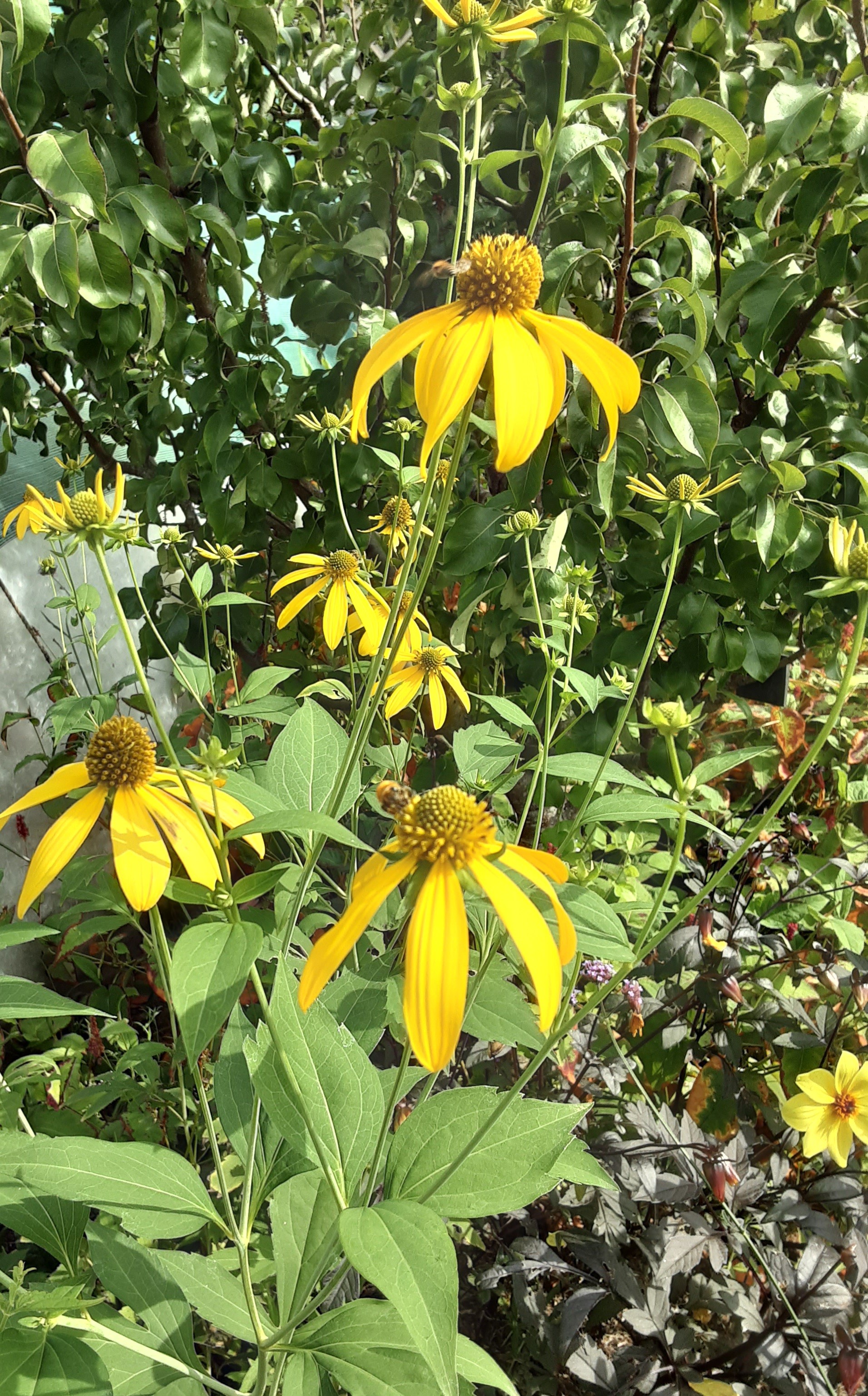 Jardin Marguerite, Linxe - photo 3