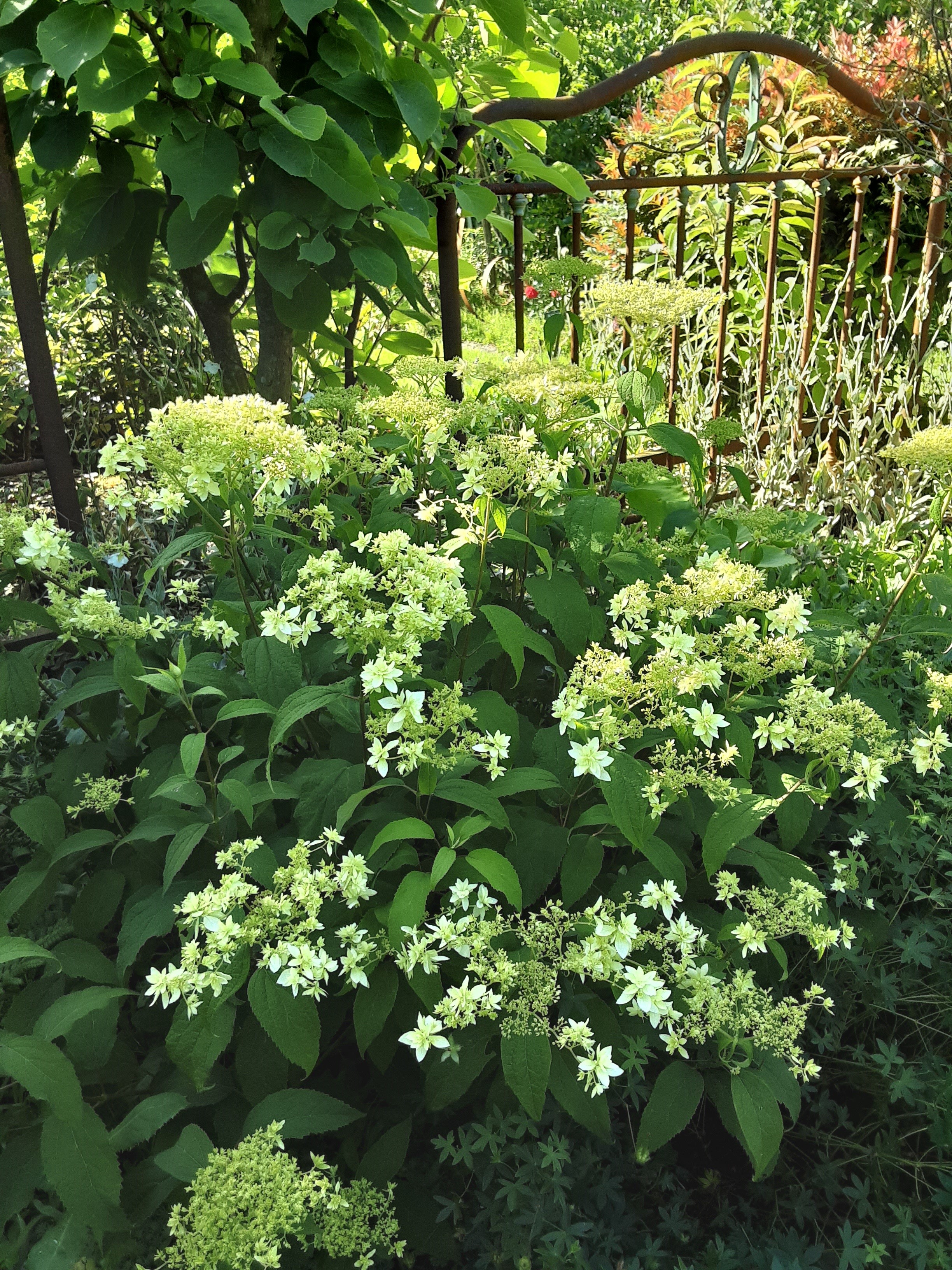 Jardin Marguerite, Linxe - photo 6
