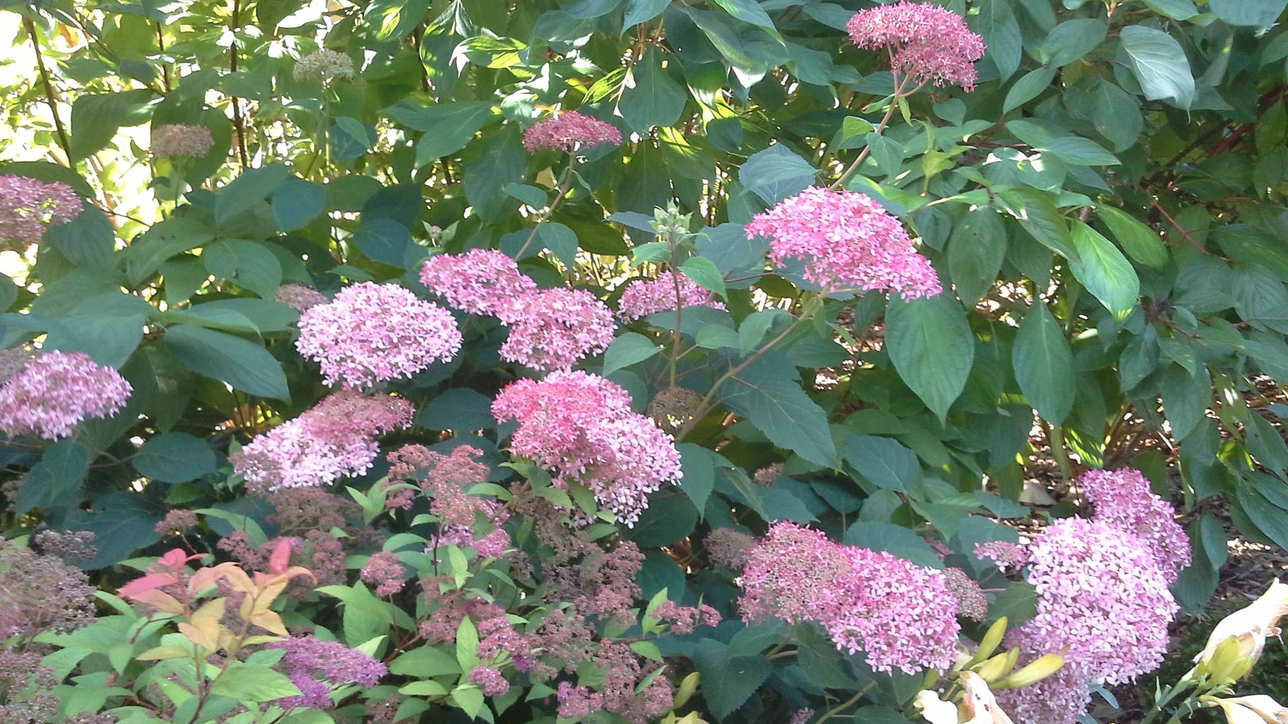 Jardin Marguerite, Linxe - photo 2