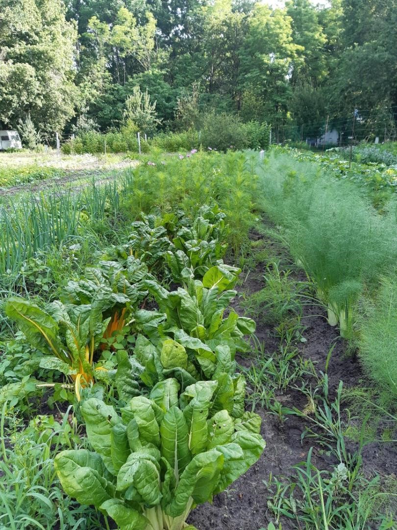 Le Jardin bio — photo 2