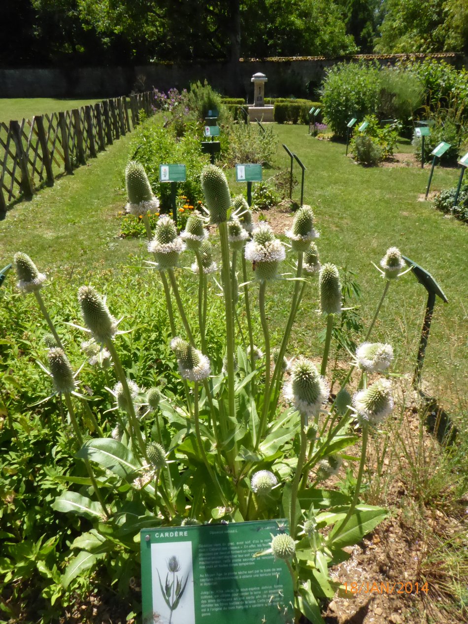 Jardin d'Inspiration Médiévale de Nouaillé-Maupertuis, Nouaillé-Maupertuis - photo 9