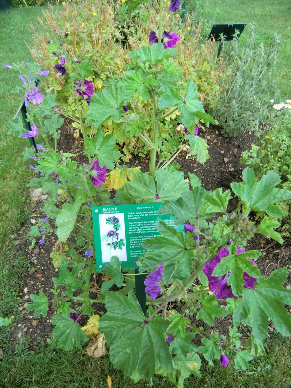 Jardin d'Inspiration Médiévale de Nouaillé-Maupertuis, Nouaillé-Maupertuis - photo 8