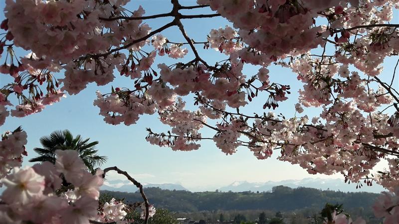 Le Jardin de Kofu