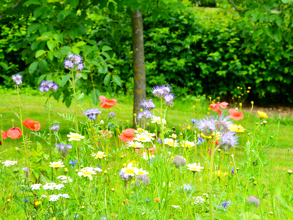 Jardin de l'An Mil à nos jours, Rilhac-Lastours - photo 2