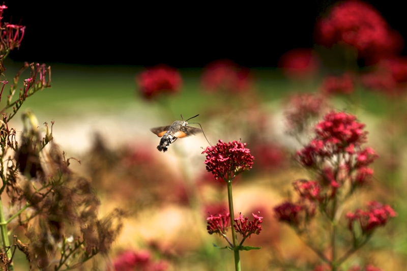 Le jardin préhistorique de la grotte de Villars, Villars