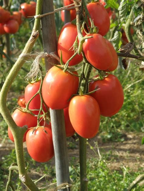 Jardins de Tomates, Landiras - photo 3