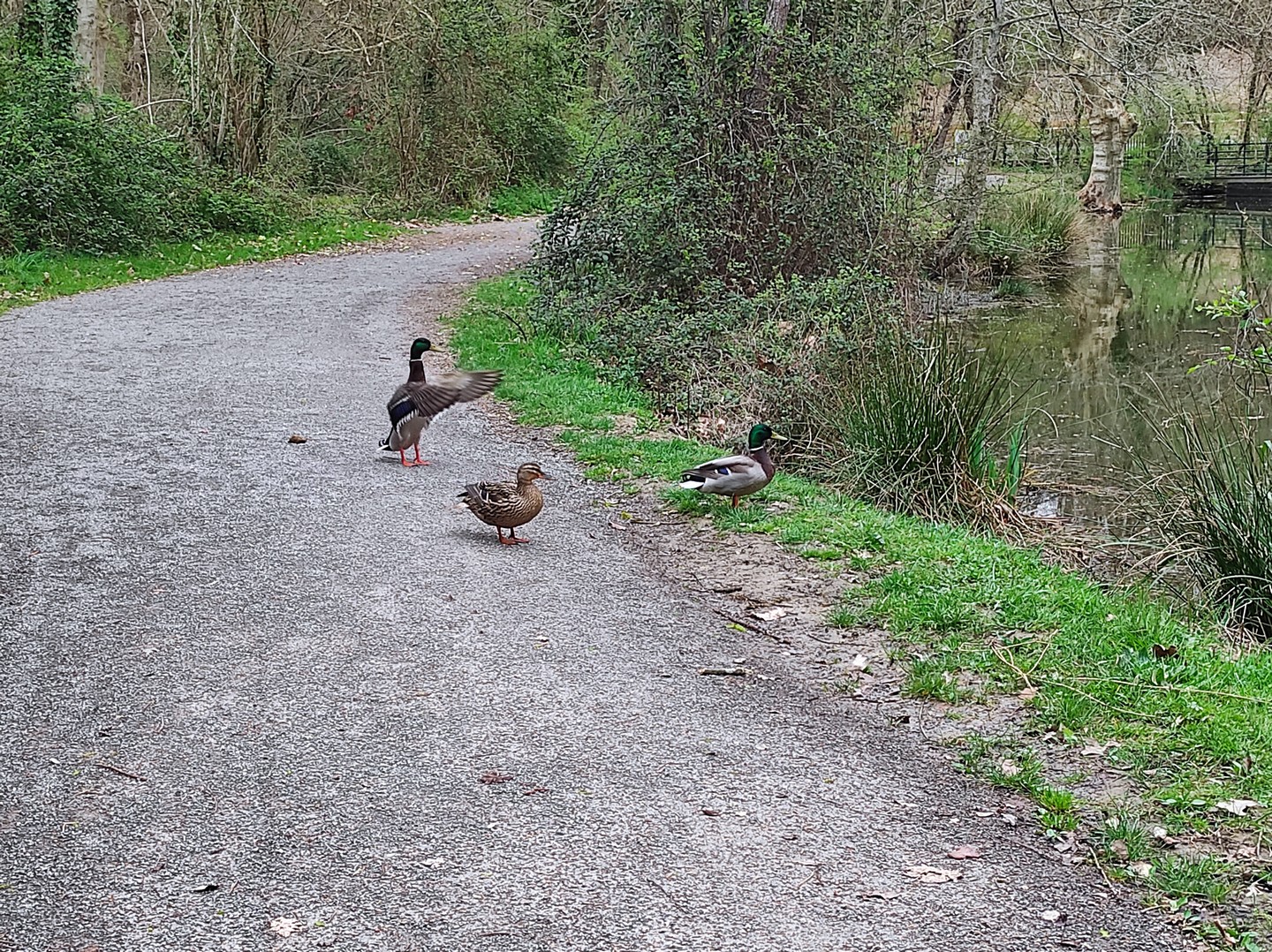 Aire de jeux - Lac des Carolins - photo 2