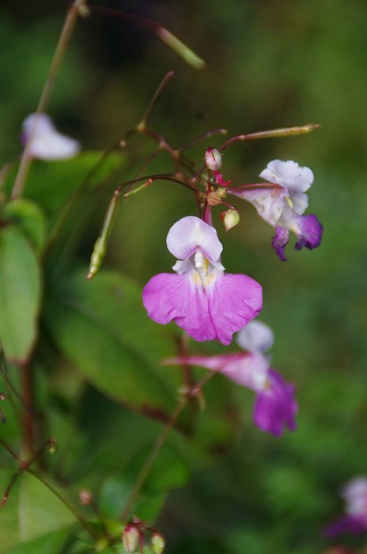Boucle de Janguet, Saint-Médard-de-Guizières - photo 2