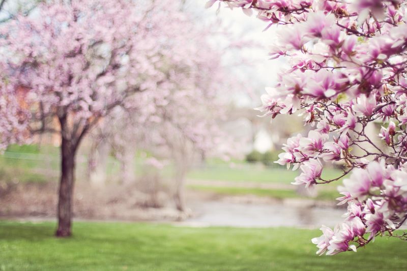 Fête du printemps — visuel événement