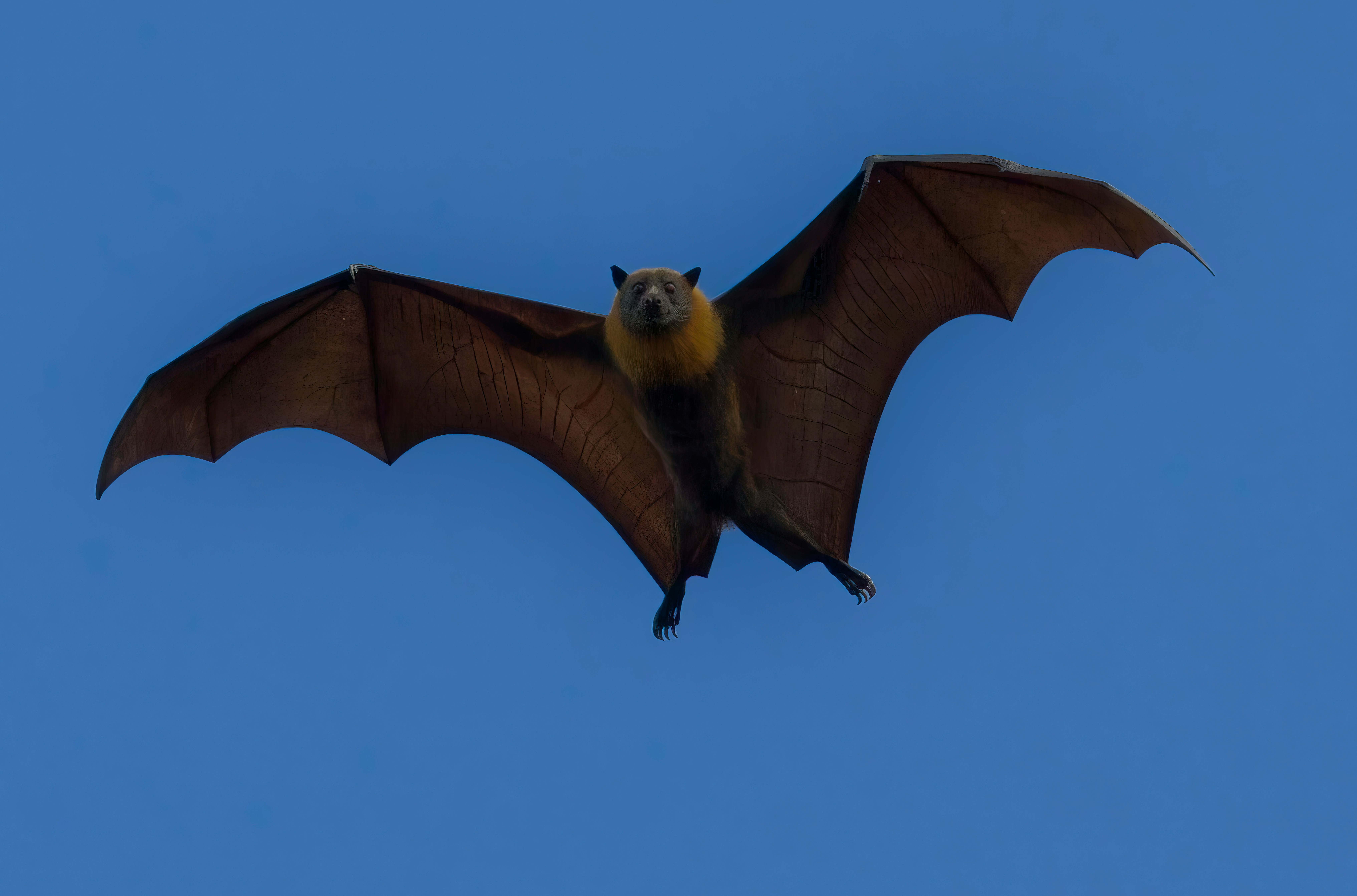 Sortie Nature : Le bal des chauves-souris