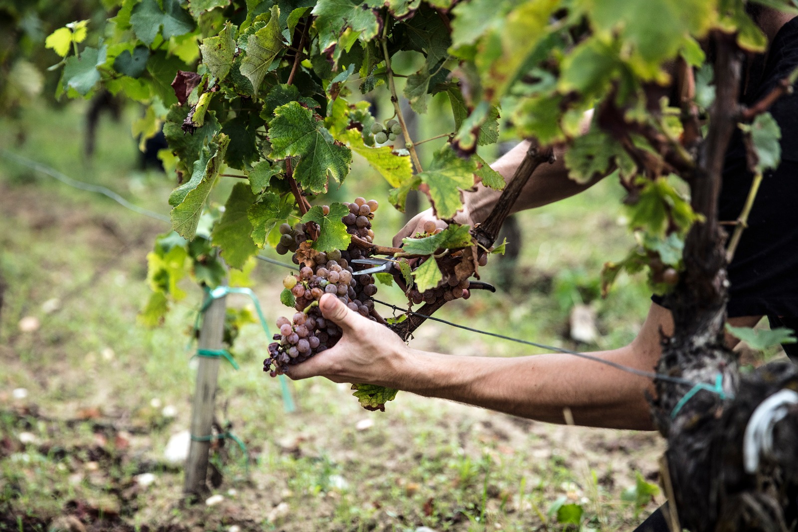 Château Jouvente - photo 5