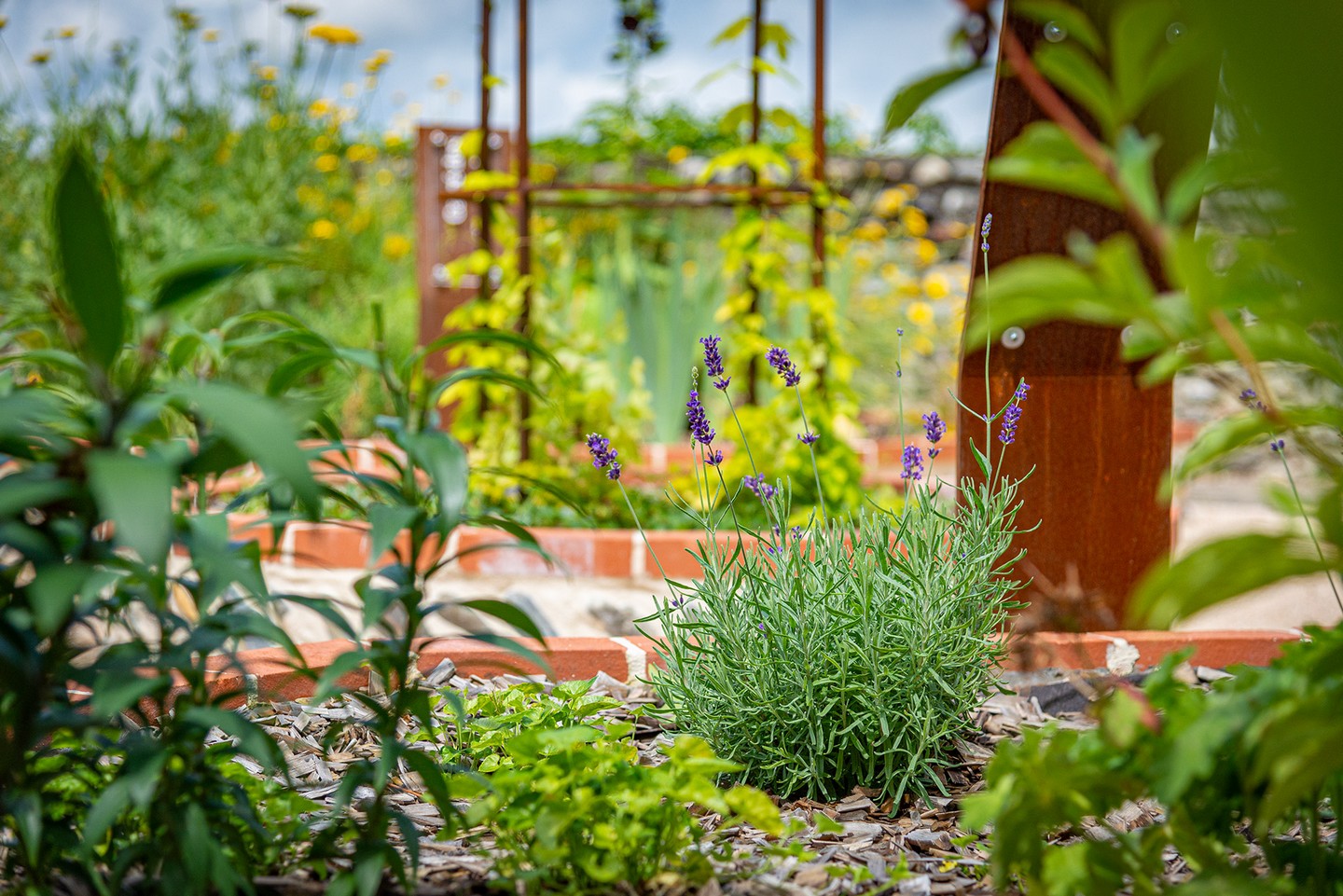 Jardin médiéval de la Cité médiévale de Lescar, Lescar - photo 2