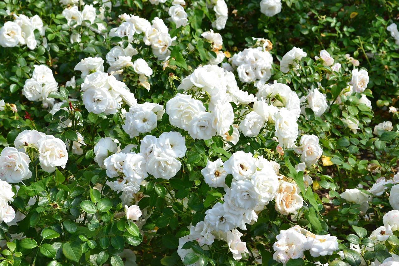 Visite au jardin : Le Teillet, chez Michèle Moreau