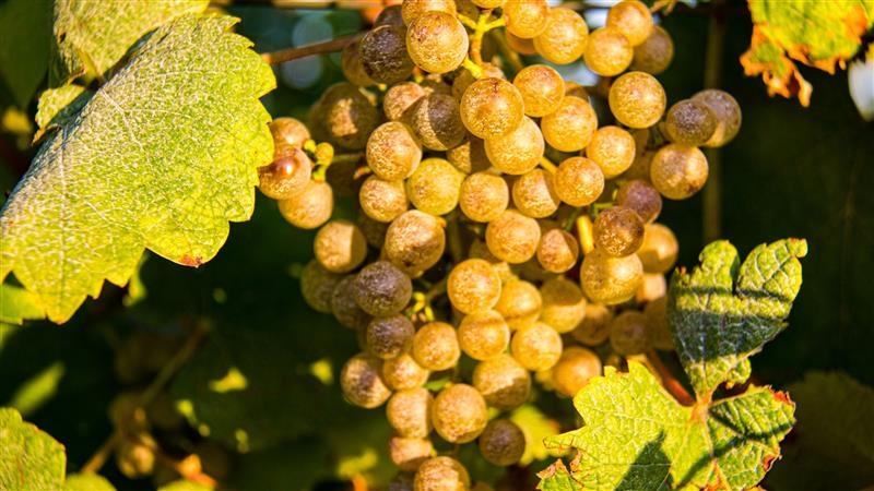 Domaine Montaut