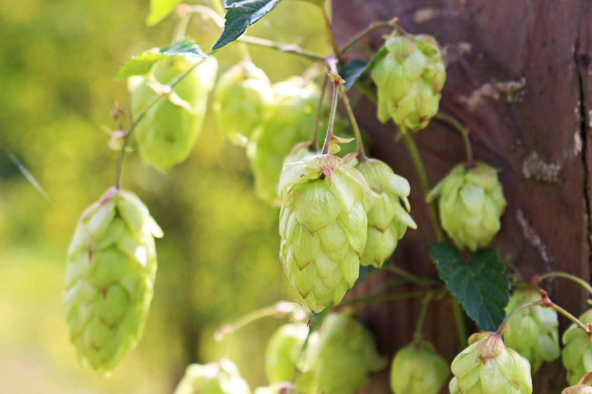 Fête de la bière — visuel événement
