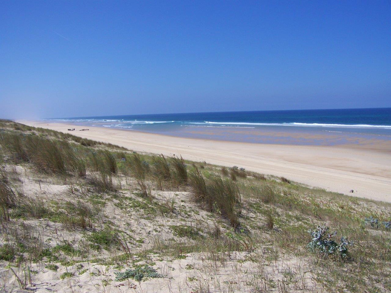 DUNE, FORET LITTORALE, RESERVE BIOLOGIQUE DE LA MAILLOUEYRE