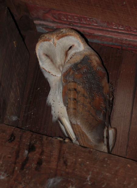 Marais de la Maréchale, Ordonnac - photo 6