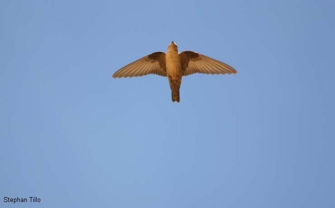 Falaises de la Vézère autour des Eyzies - photo 5
