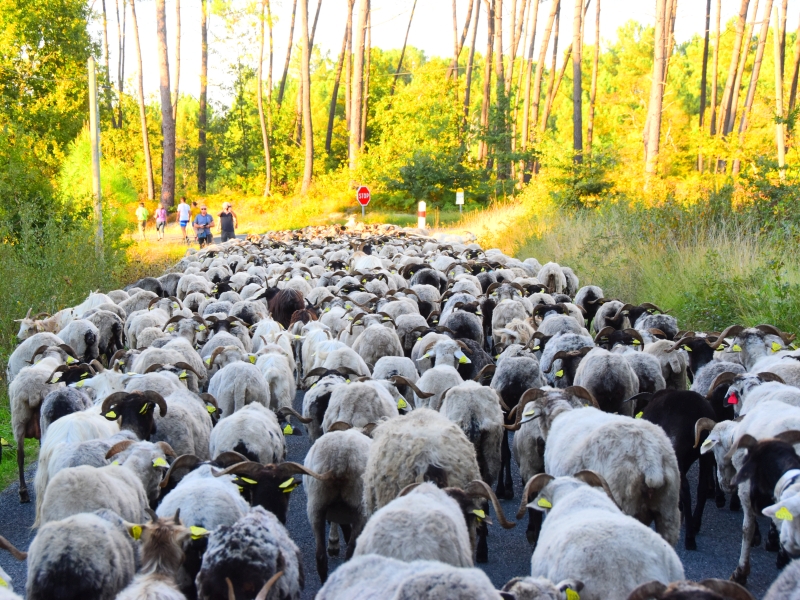 La route de la transhumance passe par Lartigue à Lartigue — le 25 septembre 2026
