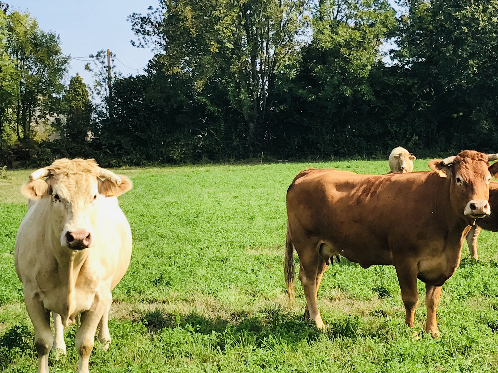 Gîte La Blatière - "The Stables" - photo 4