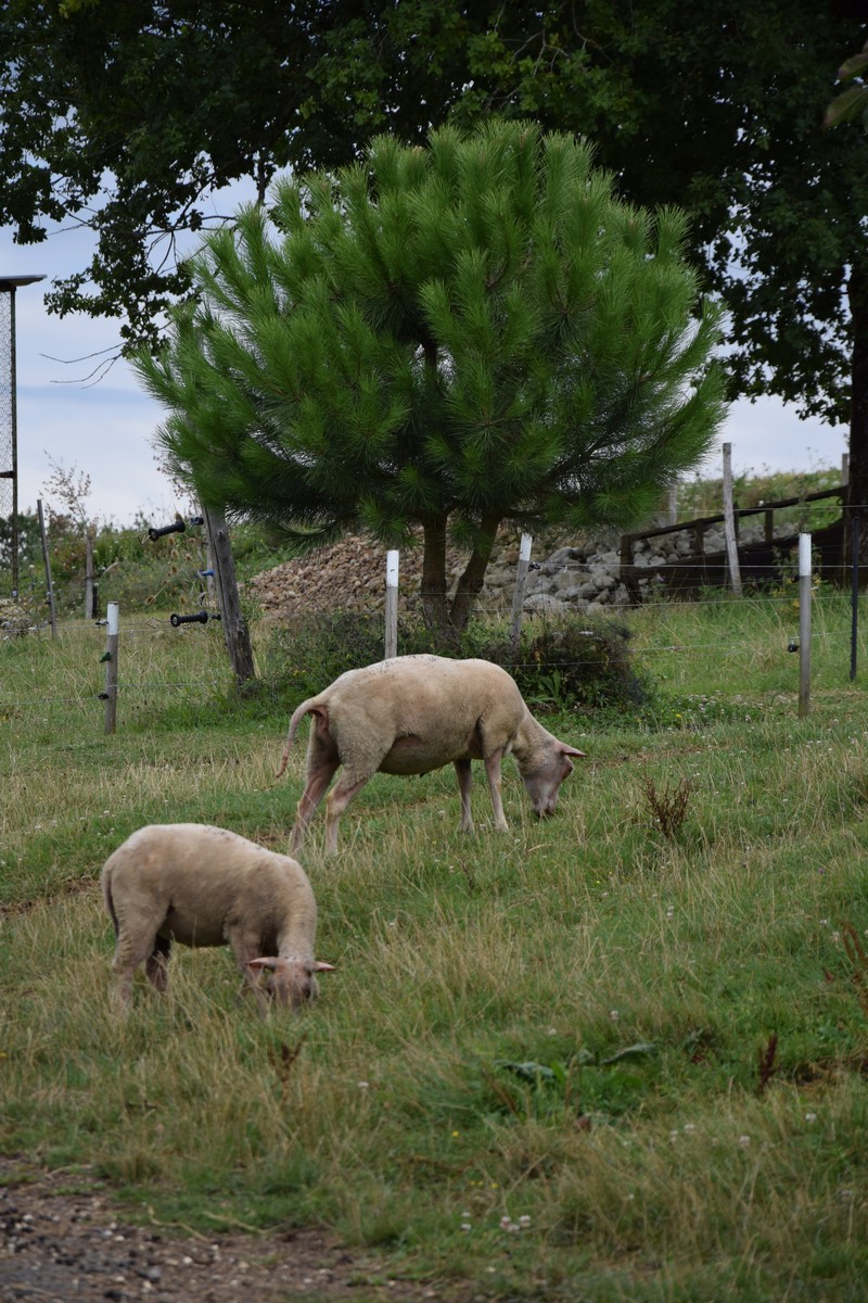La Ferme de Marcel - Légumes — photo 3