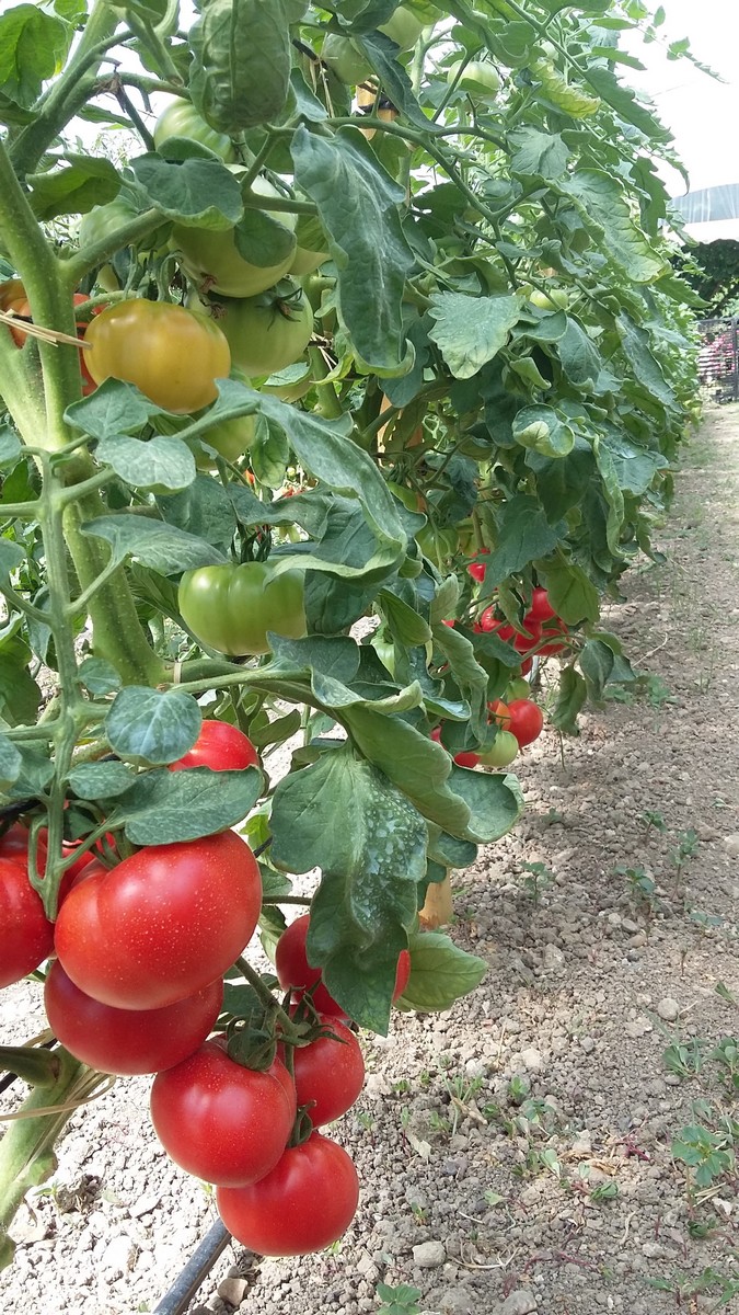 La Ferme de Marcel - Légumes - photo 3