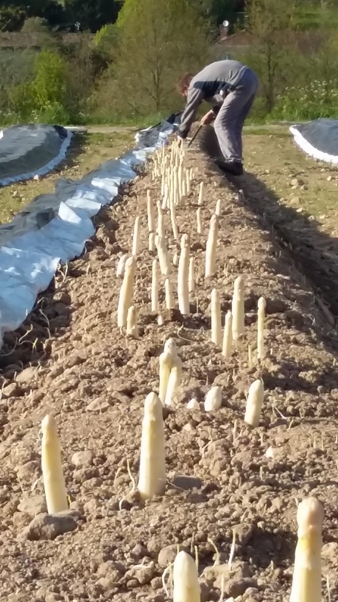 La Ferme de Marcel - Légumes