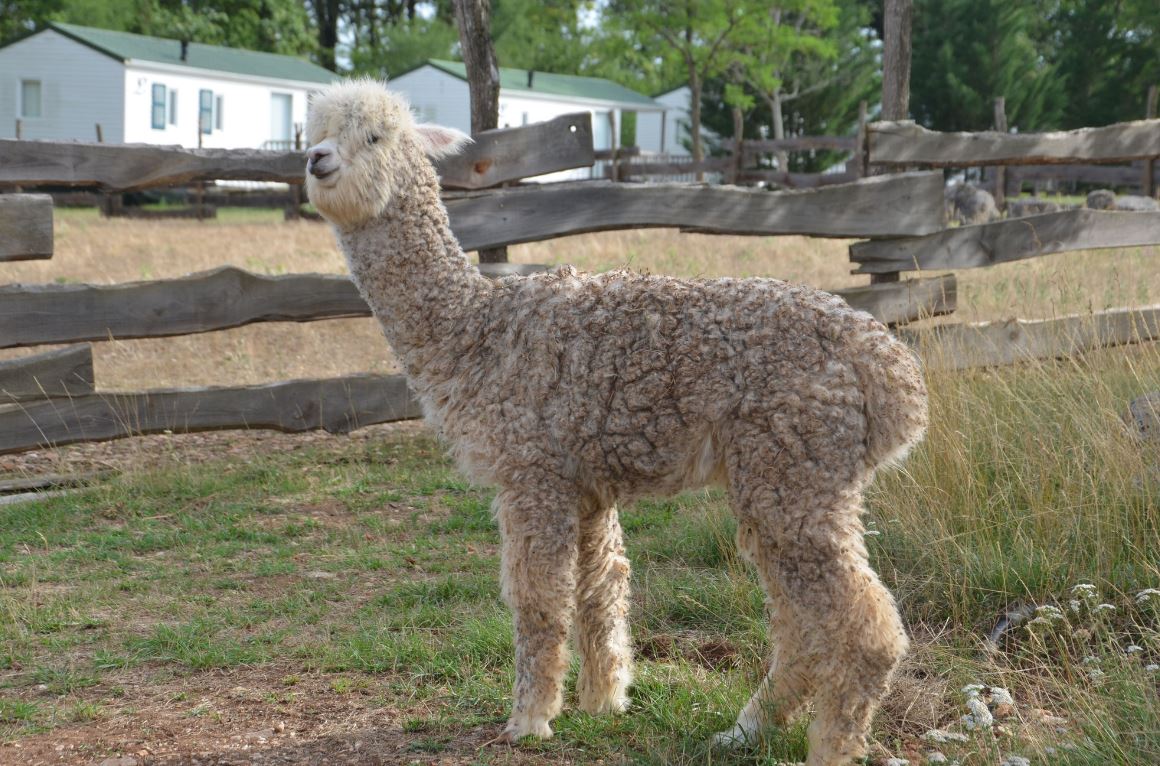 La ferme des Vergnes - Gîtes Lascaux 2
