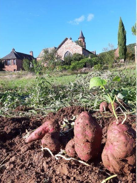 La ferme rouge et vert — photo 3