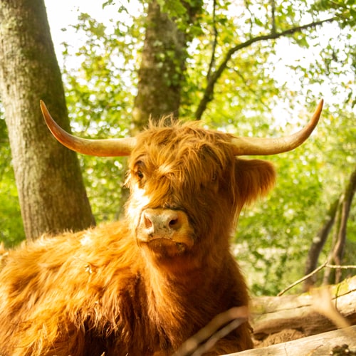 Highlands de la Vézère