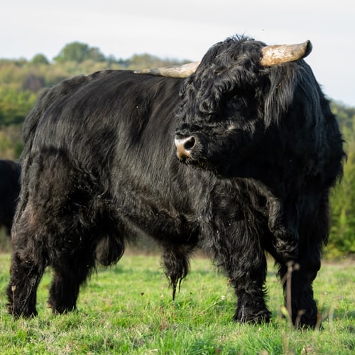Highlands de la Vézère