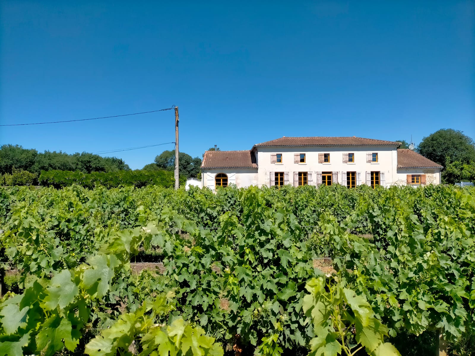 Château Fongiras, Saint-Germain-d'Esteuil - photo 11