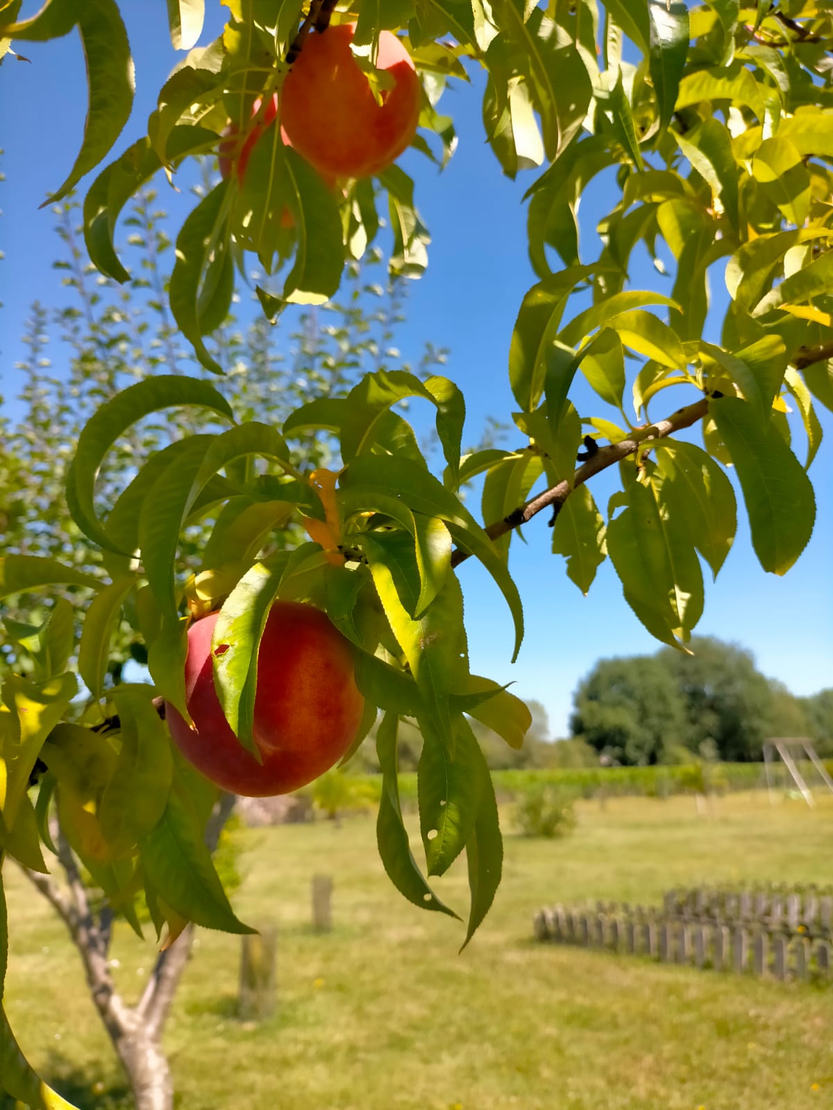 Château Fongiras, Saint-Germain-d'Esteuil - photo 19