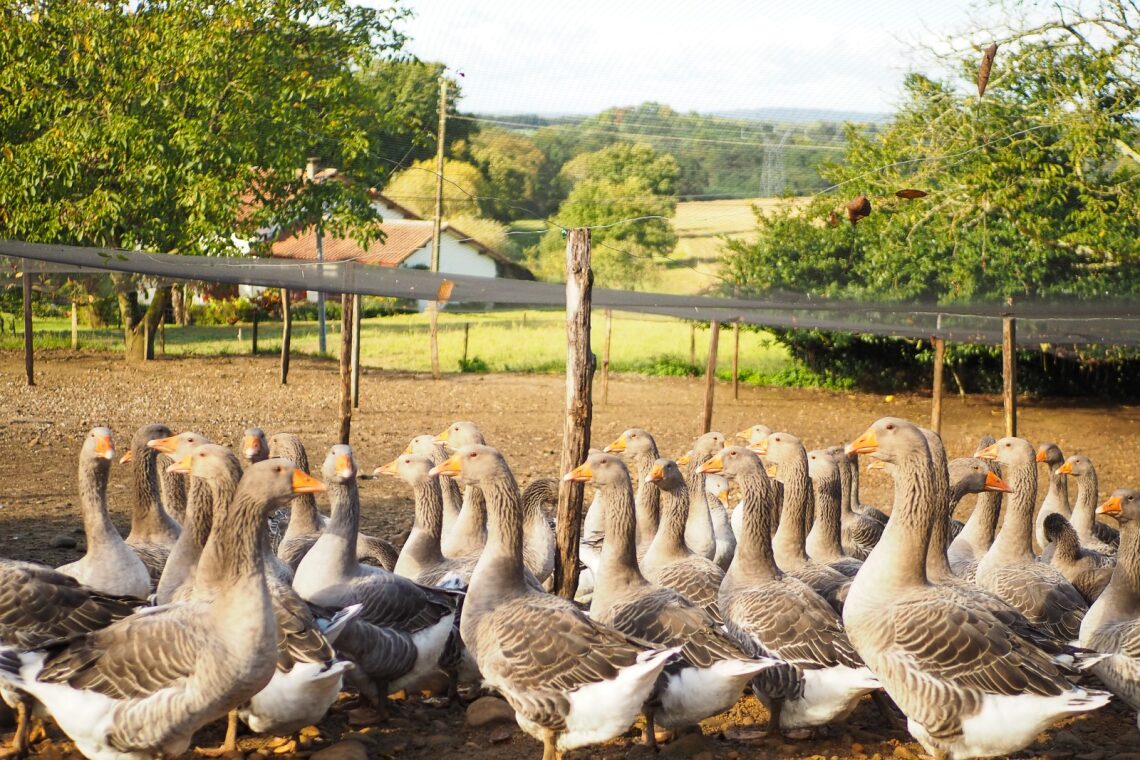 La tradition landaise