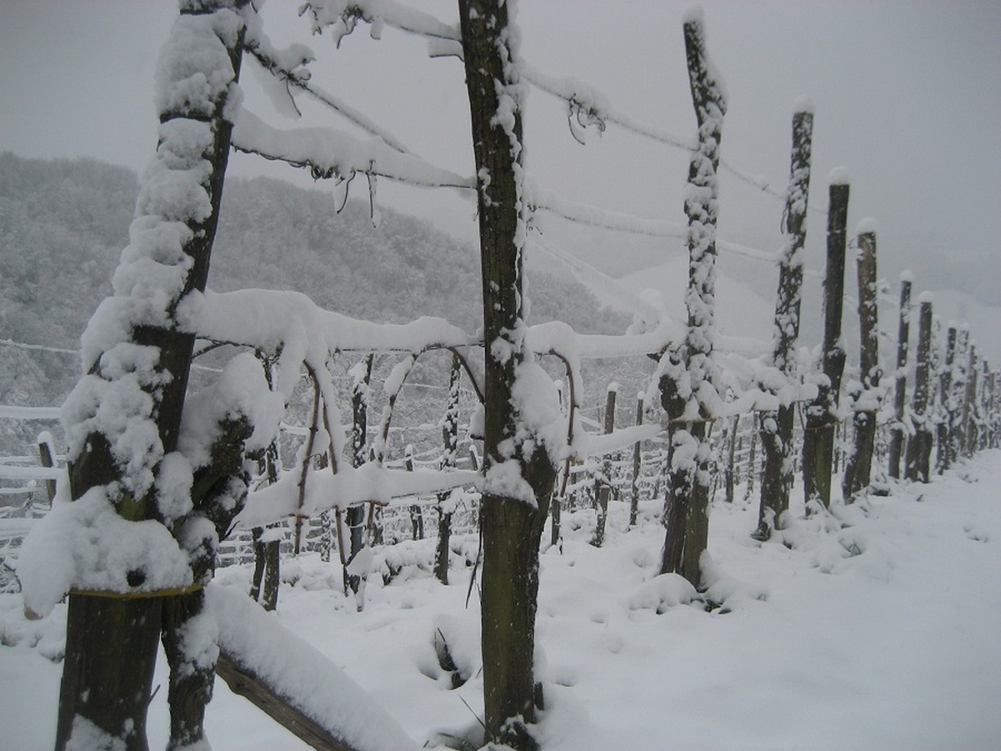 Clos Labrée - photo 4