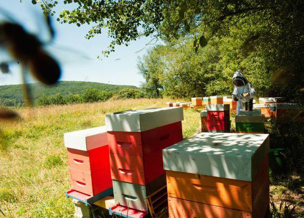 L'Abeille Gaillarde — photo 2