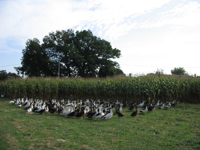 Ferme Lacère - photo 4