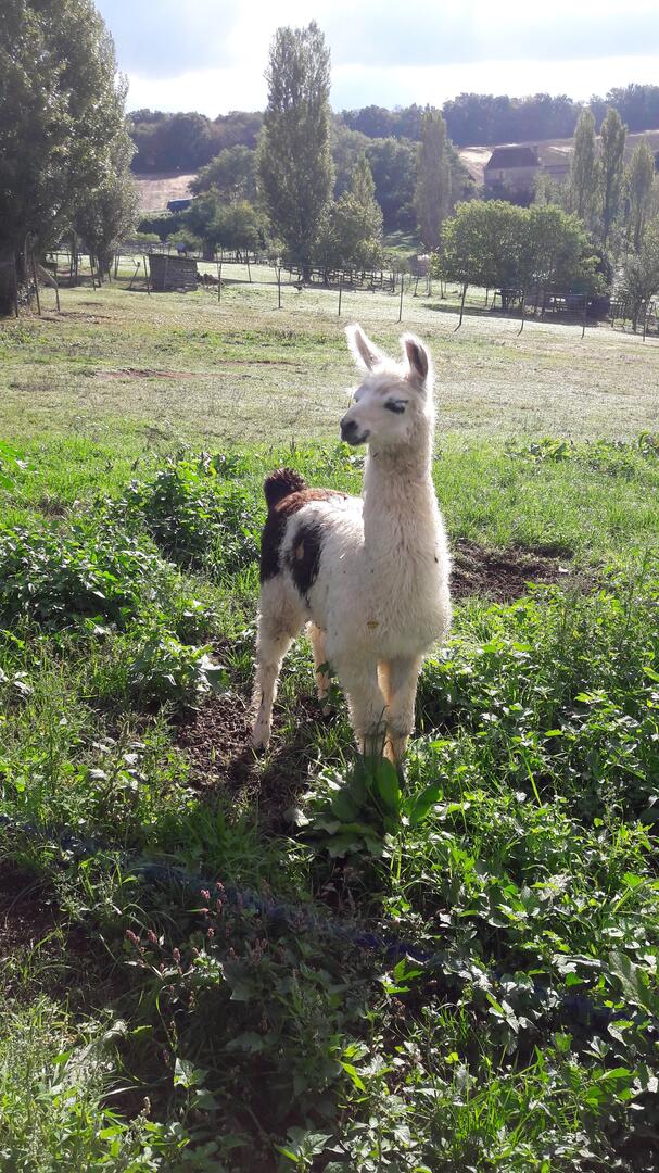 Parc du Touron, Campsegret - photo 3