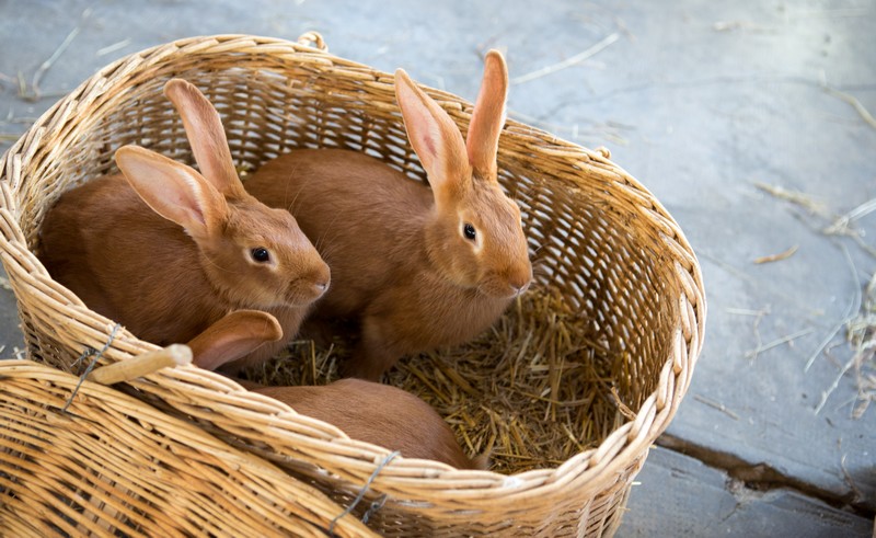 Marché traditionnel du Mercredi - photo 4
